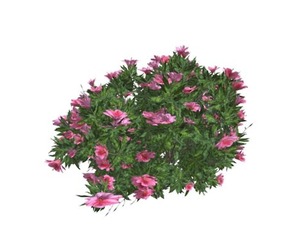 Azalea Shrub with pink Flowers #05