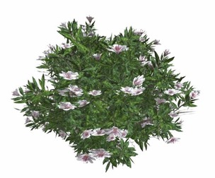 Azalea Shrub with white Flowers #01
