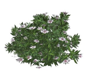 Azalea Shrub with white Flowers #02