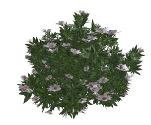 Azalea Shrub with white Flowers #03