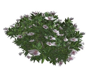 Azalea Shrub with white Flowers #04