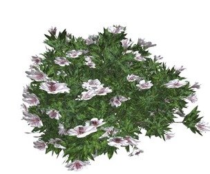 Azalea Shrub with white Flowers #05