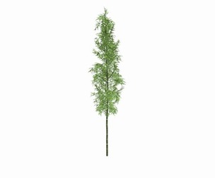 Bamboo Plant #01