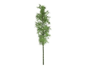 Bamboo Plant #02