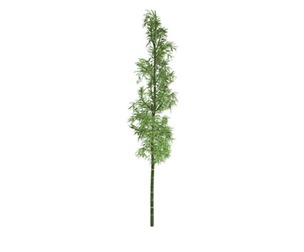 Bamboo Plant #03