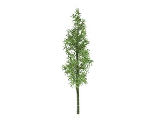 Bamboo Plant #04