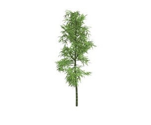 Bamboo Plant #05