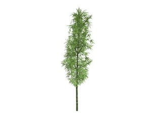 Bamboo Plant #06