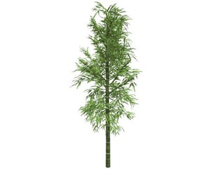 Bamboo Plant #07
