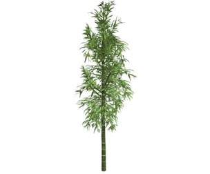 Bamboo Plant #08