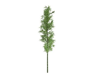 Bamboo Plant #09