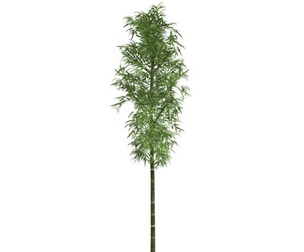 Bamboo Plant #10