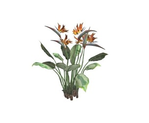 Bird of Paradise Plant #01