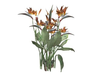 Bird of Paradise Plant #02