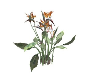 Bird of Paradise Planet #03