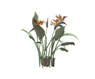 Bird of Paradise Planet #04