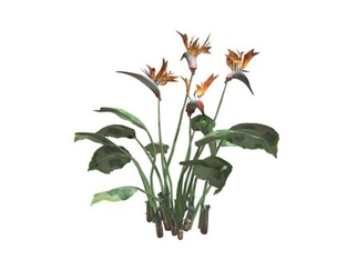 Bird of Paradise Planet #05