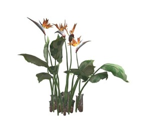 Bird of Paradise Planet #06