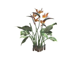 Bird of Paradise Planet #07