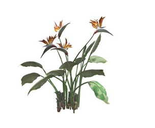 Bird of Paradise Planet #09