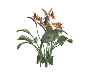 Bird of Paradise Planet #10