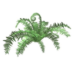 Boston Fern Plant #01