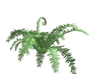 Boston Fern Plant #02