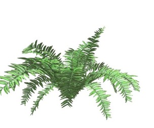 Boston Fern Plant #03