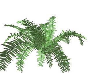 Boston Fern Plant #04
