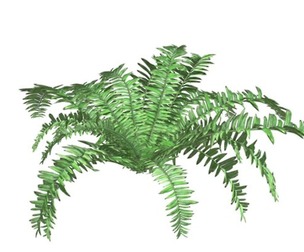 Boston Fern Plant #05