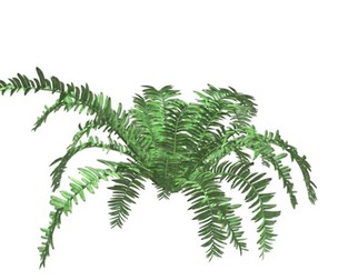 Boston Fern Plant #06