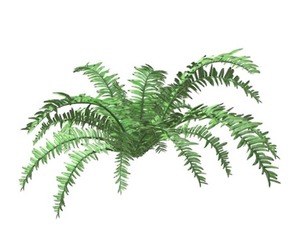 Boston Fern Plant #07