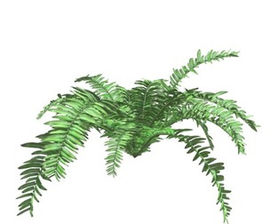 Boston Fern Plant #08