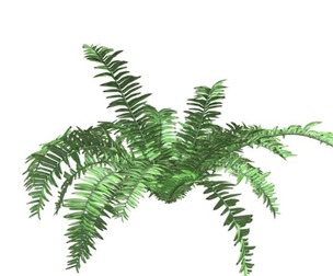 Boston Fern Plant #09