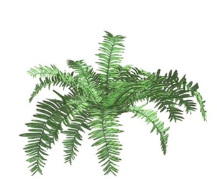 Boston Fern Plant #10
