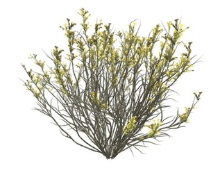Broom Snakeweed with Flowers #01
