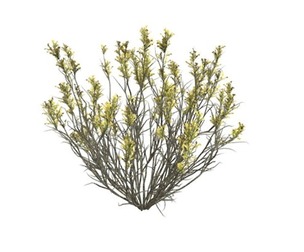 Broom Snakeweed with Flowers #02