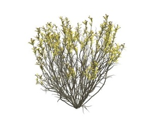 Broom Snakeweed with Flowers #03