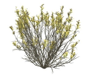 Broom Snakeweed with Flowers #04
