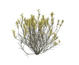 Broom Snakeweed with Flowers #05