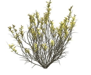 Broom Snakeweed with Flowers #06