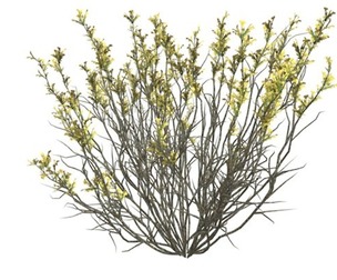 Broom Snakeweed with Flowers #07