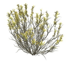 Broom Snakeweed with Flowers #08