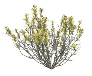 Broom Snakeweed with Flowers #09