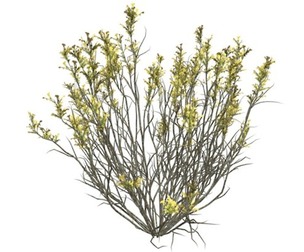 Broom Snakeweed with Flowers #10