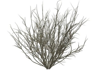 Broom Snakeweed #01