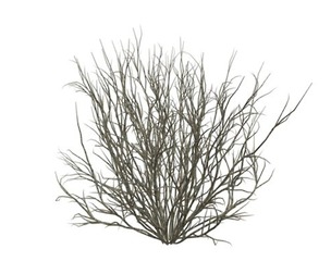 Broom Snakeweed #02