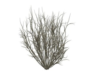 Broom Snakeweed #03