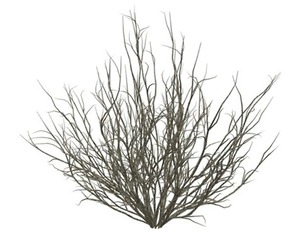 Broom Snakeweed #04