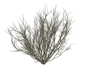 Broom Snakeweed #05